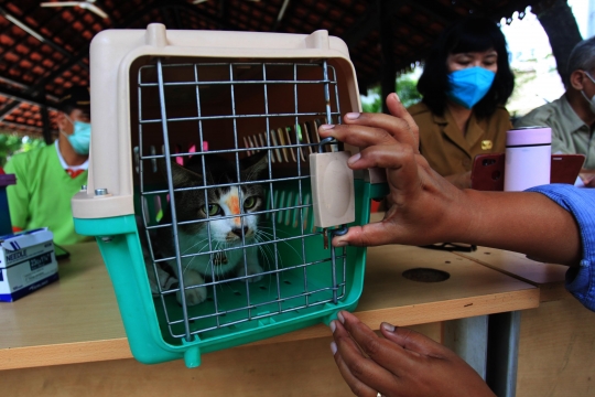 Ekspresi Kucing-Kucing saat Disuntik Vaksin Rabies