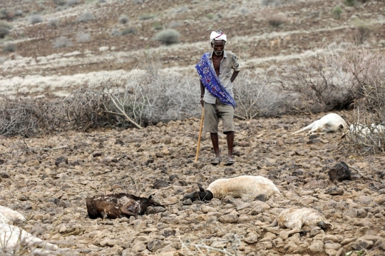 Ribuan Hewan Ternak Mati Kedinginan di Kenya