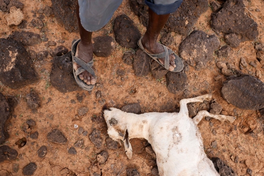 Ribuan Hewan Ternak Mati Kedinginan di Kenya