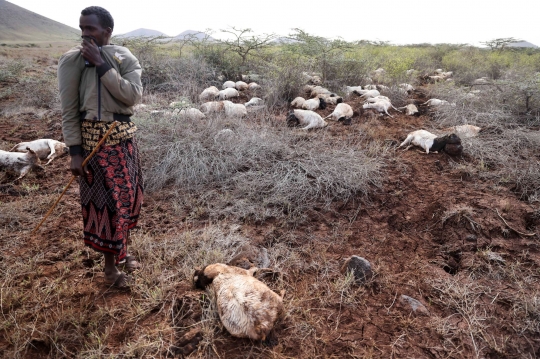 Ribuan Hewan Ternak Mati Kedinginan di Kenya