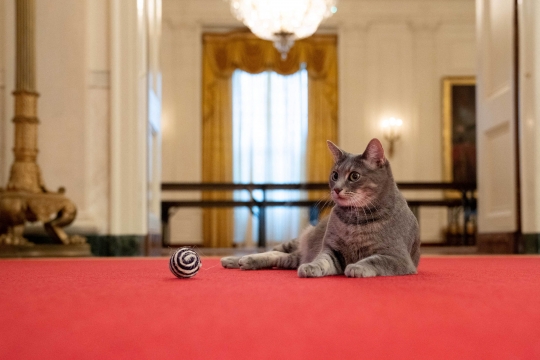 Mengenal Willow, Kucing Penghuni Gedung Putih Milik Joe Biden