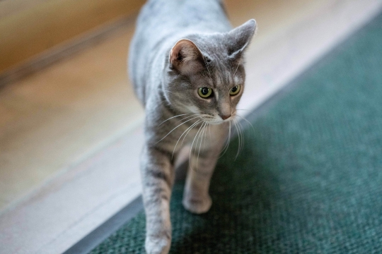 Mengenal Willow, Kucing Penghuni Gedung Putih Milik Joe Biden