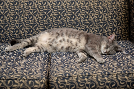 Mengenal Willow, Kucing Penghuni Gedung Putih Milik Joe Biden