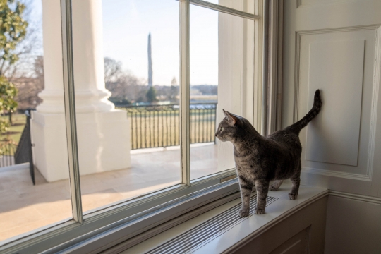 Mengenal Willow, Kucing Penghuni Gedung Putih Milik Joe Biden
