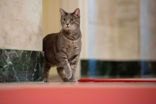 Mengenal Willow, Kucing Penghuni Gedung Putih Milik Joe Biden