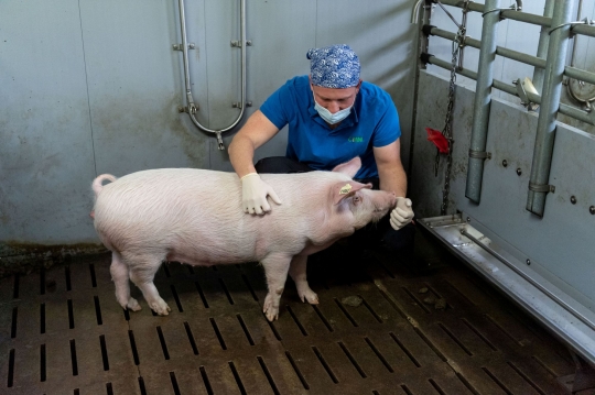 Peneliti Jerman Ciptakan Babi Spesies Baru untuk Transplantasi Organ ke Manusia