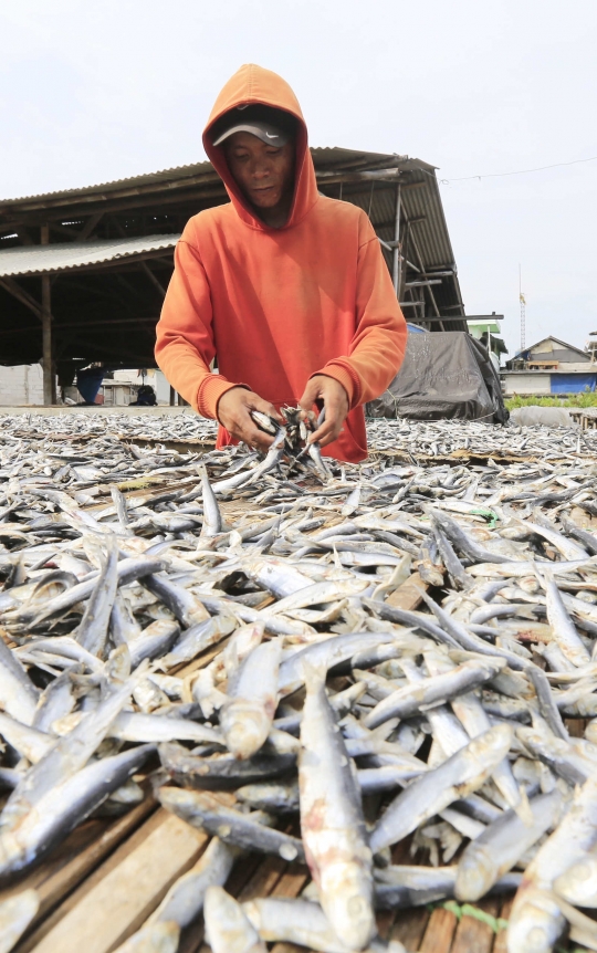 Produksi Olahan Ikan Asin Turun Akibat Curah Hujan