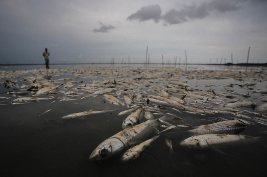 Ribuan Ikan Mati di Brasil Akibat Kekeringan