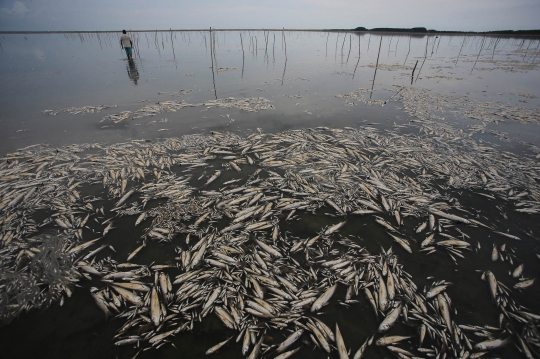 Ribuan Ikan Mati di Brasil Akibat Kekeringan
