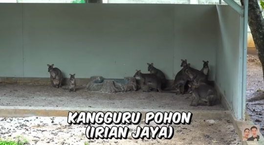 Koleksi Binatang Pribadi di Rumah Mantan Gubernur DKI,Ada Kanguru Hingga Ikan Raksasa