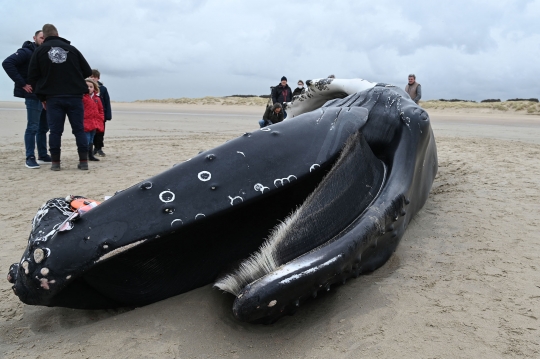 Paus Bungkuk 10 Meter Mati Terdampar di Pantai Prancis