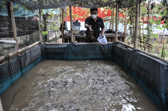Menjaga Ketahanan Pangan di Masa Pandemi dengan Budi Daya Ikan