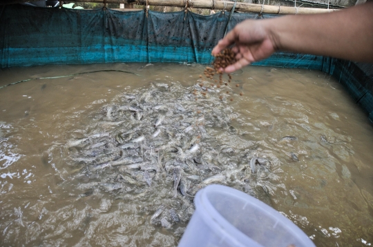 Menjaga Ketahanan Pangan di Masa Pandemi dengan Budi Daya Ikan