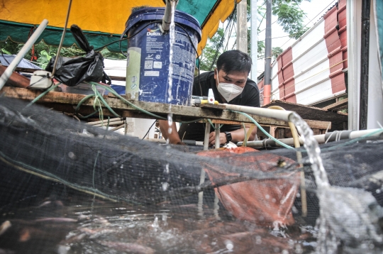 Menjaga Ketahanan Pangan di Masa Pandemi dengan Budi Daya Ikan