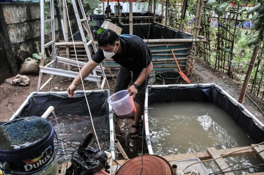 Menjaga Ketahanan Pangan di Masa Pandemi dengan Budi Daya Ikan