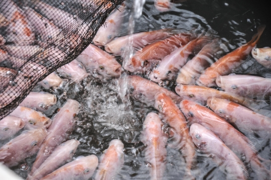 Menjaga Ketahanan Pangan di Masa Pandemi dengan Budi Daya Ikan