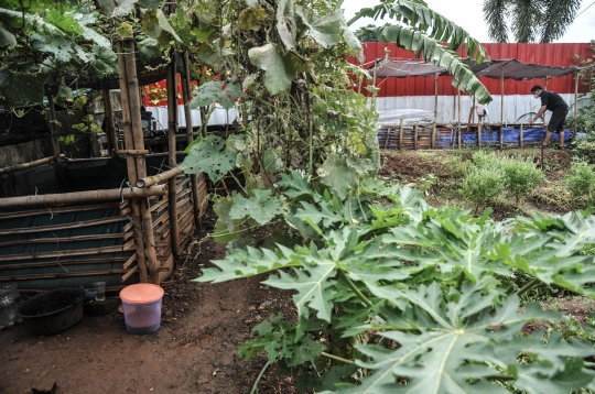 Menjaga Ketahanan Pangan di Masa Pandemi dengan Budi Daya Ikan