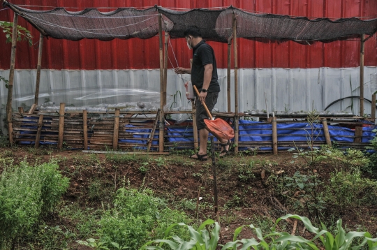 Menjaga Ketahanan Pangan di Masa Pandemi dengan Budi Daya Ikan