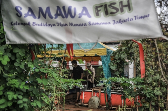 Menjaga Ketahanan Pangan di Masa Pandemi dengan Budi Daya Ikan