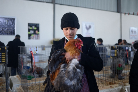 Saat Ayam Tampil dalam Kontes Kecantikan