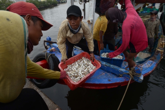 Kesibukan Nelayan Bongkar Hasil Tangkapan di Muara Angke