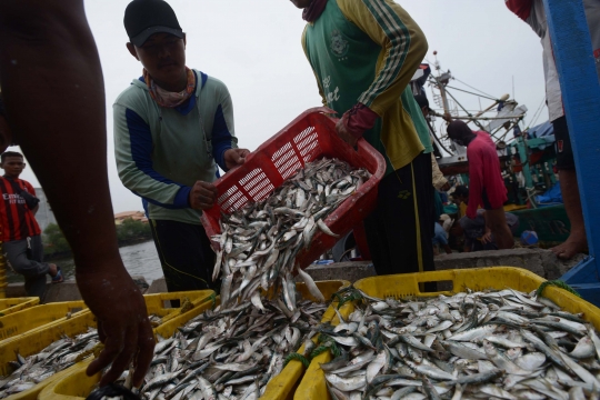 Kesibukan Nelayan Bongkar Hasil Tangkapan di Muara Angke
