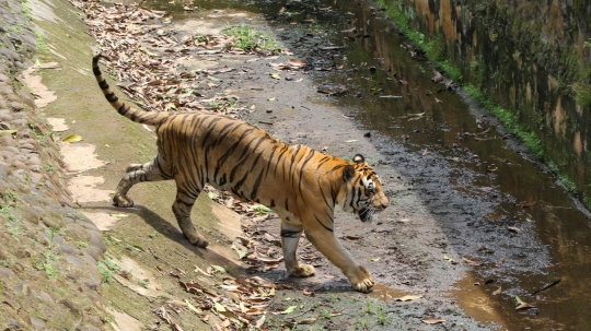 Libur Isra Miraj, Taman Margasatwa Ragunan Ramai Pengunjung