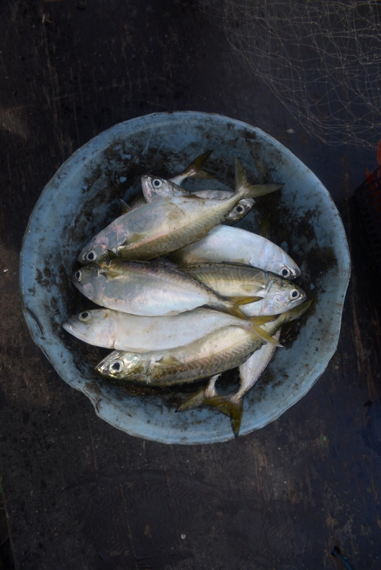 Harga Komoditas Laut Naik karena Cuaca Buruk