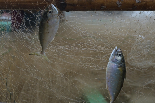 Harga Komoditas Laut Naik karena Cuaca Buruk