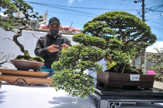 Mengunjungi Pameran Bonsai di Depok