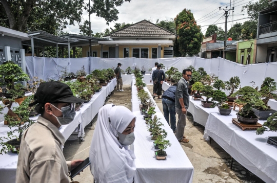 Mengunjungi Pameran Bonsai di Depok