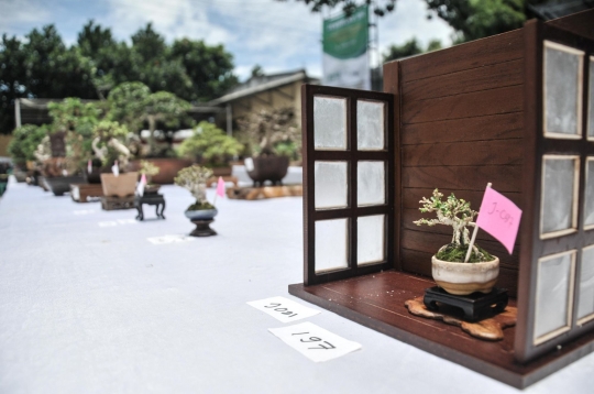 Mengunjungi Pameran Bonsai di Depok