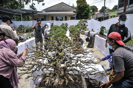 Mengunjungi Pameran Bonsai di Depok