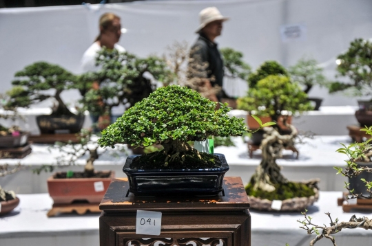 Mengunjungi Pameran Bonsai di Depok