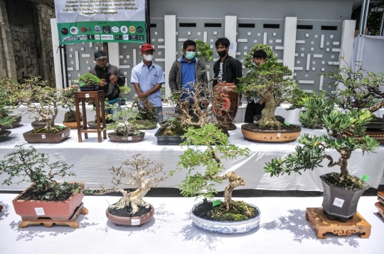 Mengunjungi Pameran Bonsai di Depok