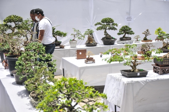 Mengunjungi Pameran Bonsai di Depok