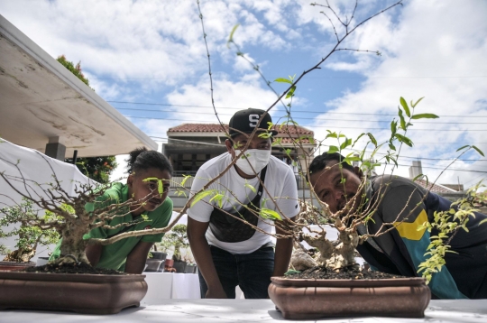 Mengunjungi Pameran Bonsai di Depok