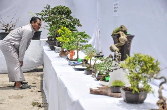 Mengunjungi Pameran Bonsai di Depok