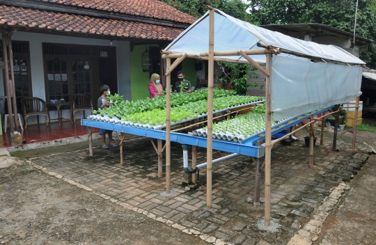 Panen Sayuran Hidroponik di Halaman Rumah