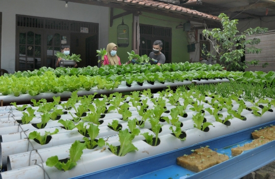 Panen Sayuran Hidroponik di Halaman Rumah