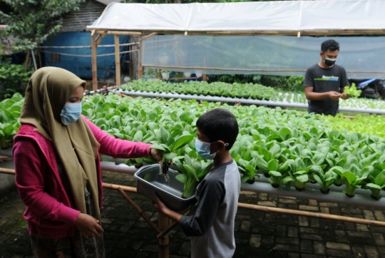 Panen Sayuran Hidroponik di Halaman Rumah