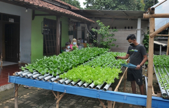 Panen Sayuran Hidroponik di Halaman Rumah