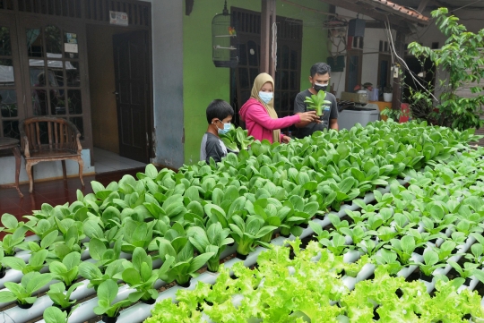 Panen Sayuran Hidroponik di Halaman Rumah