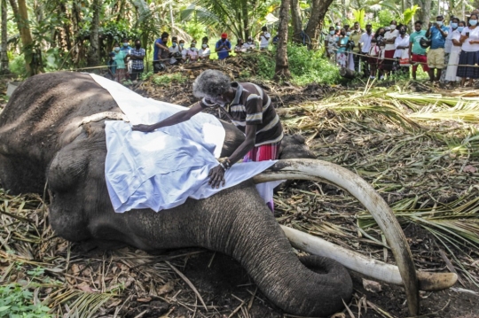 Kematian Gajah Tersuci di Sri Lanka