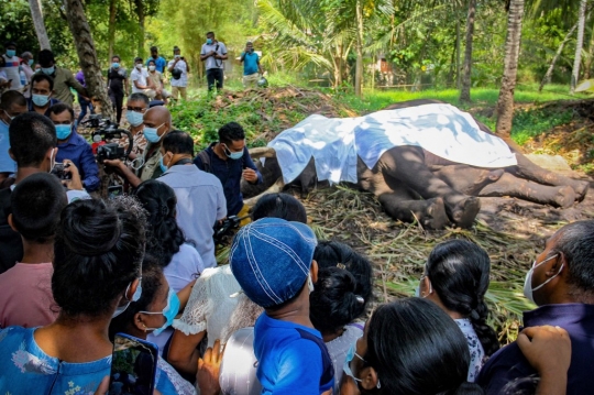 Kematian Gajah Tersuci di Sri Lanka