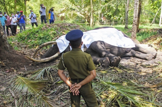 Kematian Gajah Tersuci di Sri Lanka