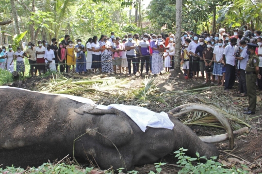 Kematian Gajah Tersuci di Sri Lanka