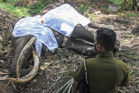Kematian Gajah Tersuci di Sri Lanka