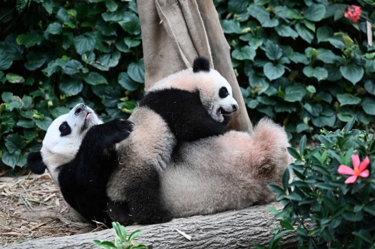 Lucunya Le Le, Anak Panda Raksasa Pertama yang Lahir di Singapura