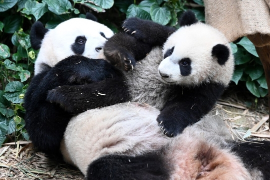 Lucunya Le Le, Anak Panda Raksasa Pertama yang Lahir di Singapura